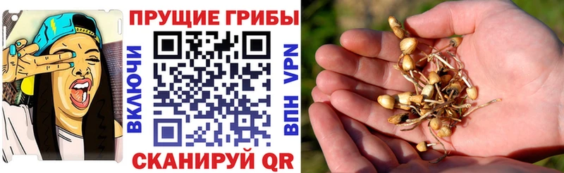 кракен маркетплейс  Дальнереченск  Галлюциногенные грибы прущие грибы  наркота 